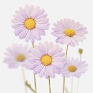 Purple (L)
