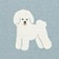 06 Bichon Frise