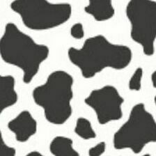 19 Milk Cow