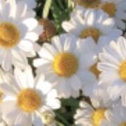 02 Flower