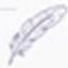 08 Feather