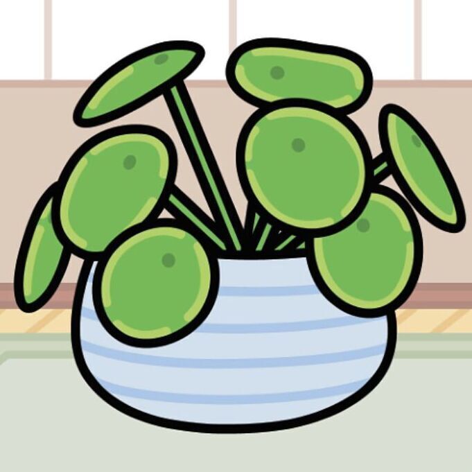05 Chinese Money Plant