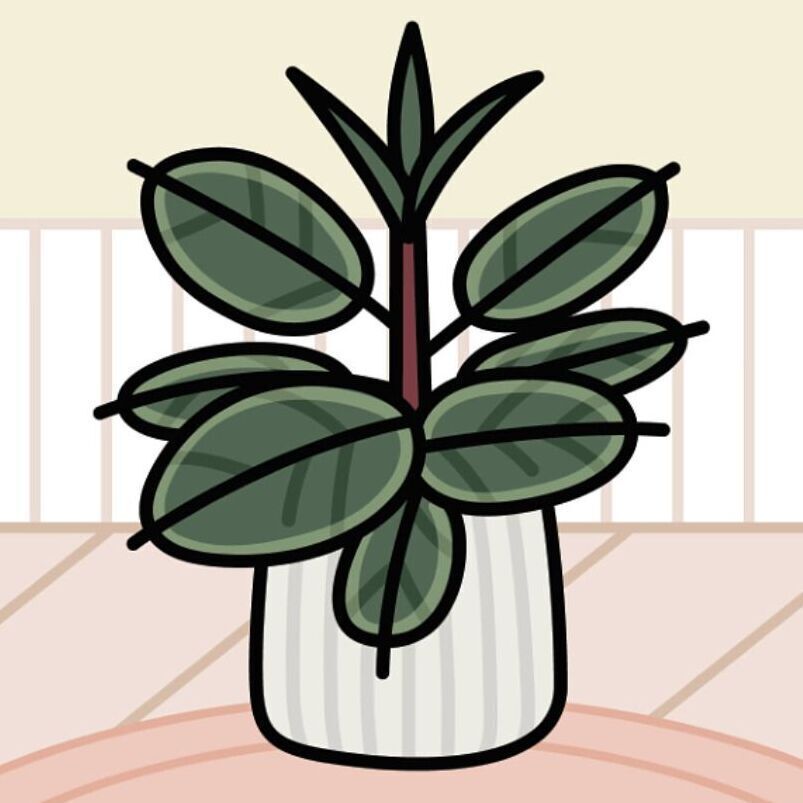 12 Rubber Plant