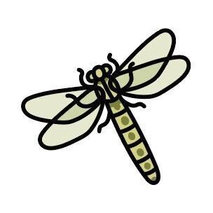 11 Dragonfly