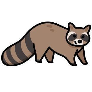 21 Raccoon