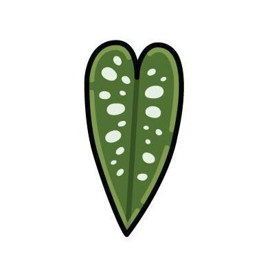 Plant (Polka Dot Begonia Leaf)