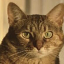 06 House Cat
