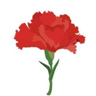 05 Single Carnation
