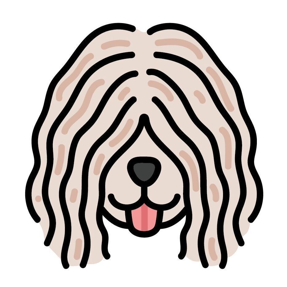 14 Komondor