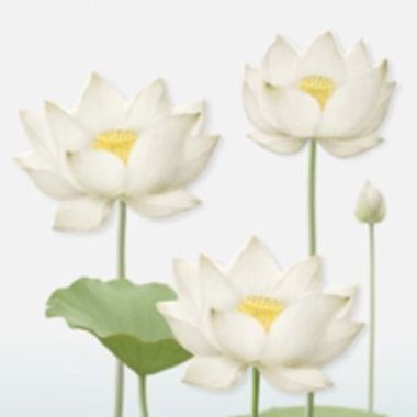 White (L)