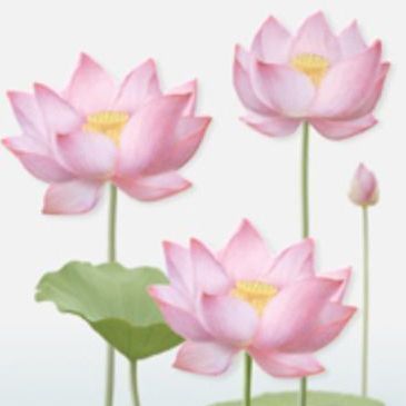 Pink (L)