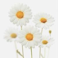 White (L)